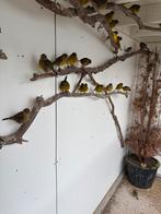 Postuur kanarie Five Fancy 2024 en 2025, Meerdere dieren, Postuurkanarie