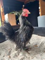Serama zijdeveer haantje aug’25, Dieren en Toebehoren, Mannelijk, Kip