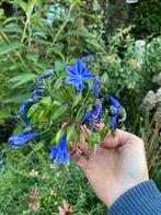 Pol winterharde blauwpaarse agapanthus, Ophalen of Verzenden, Overige soorten, Volle zon
