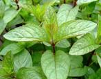 Uit de biologische moestuin: Pepermunt, plantjes., Vaste plant, Ophalen of Verzenden, Halfschaduw, Kruiden