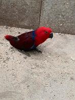 Papagaai, Vrouwelijk, Papegaai, Geringd