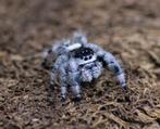 Springspin , Phidippus regius Apalachiola, Dieren en Toebehoren, Spin of Schorpioen