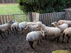 Meerdere Maasduinen ooien, Dieren en Toebehoren, Vrouwelijk, Schaap