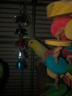 Twee jonge gezonde forpus papegaaien, Dieren en Toebehoren, Vogels | Overige Vogels, Meerdere dieren, Tam