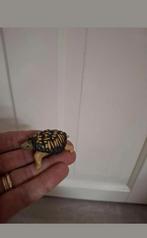 Plastic schildpadje schildpad, Ophalen of Verzenden, Nieuw