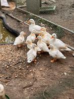 Witte Hollandse kwakers, Dieren en Toebehoren, Pluimvee, Meerdere dieren, Eend