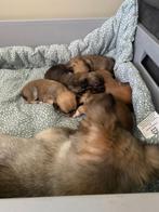 te koop prachtig nestje pups, Overige rassen, 8 tot 15 weken, Meerdere, Meerdere dieren