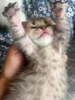 Britse korthaar x Britse langhaar kittens, Dieren en Toebehoren, Meerdere dieren, Ontwormd, 0 tot 2 jaar