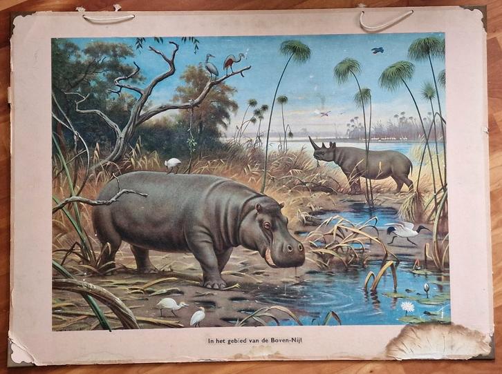 Schoolplaat "In gebied van den Boven-Nijl" / M.A. Koekkoek, Antiek en Kunst, Antiek | Schoolplaten, Natuur en Biologie, Ophalen
