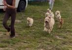 Labradoodle Multigen Pups puppy jonge hond Doodle Labrador, Dieren en Toebehoren, Honden | Retrievers, Spaniëls en Waterhonden