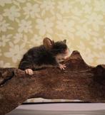 Laatste muisjes uit het nest!, Dieren en Toebehoren, Muis, Meerdere dieren, Tam, September