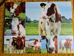 Fotocollage koeien op perspex, Ophalen of Verzenden, Zo goed als nieuw, 50 tot 75 cm, Schilderij