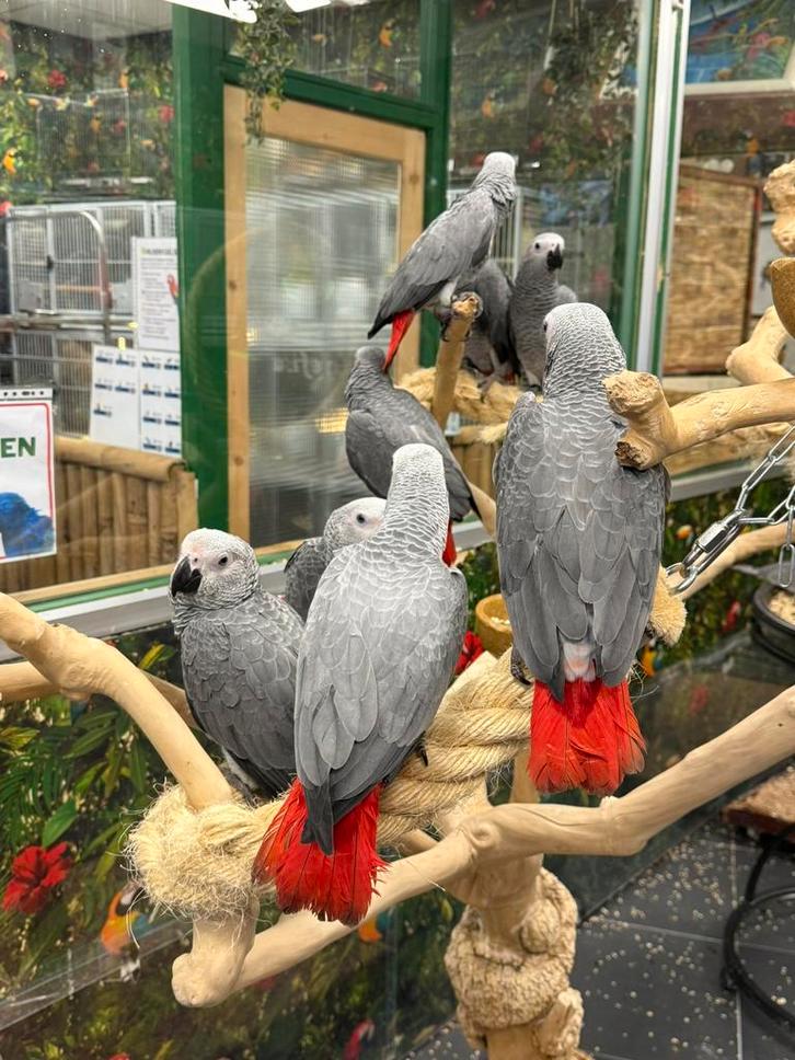 Congo grijzeroodstaart, Dieren en Toebehoren, Vogels | Parkieten en Papegaaien, Papegaai, Meerdere dieren, Pratend, Tam, Geringd