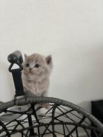 Britse korthaar kittens(zijn ouders hebben een stamboom), Dieren en Toebehoren, Katten en Kittens | Raskatten | Korthaar, Meerdere dieren