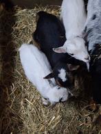 Zeer kleine jonge dwerggeitjes en bokje te koop/ alvast resv, Dieren en Toebehoren, Meerdere dieren, Geit, 0 tot 2 jaar