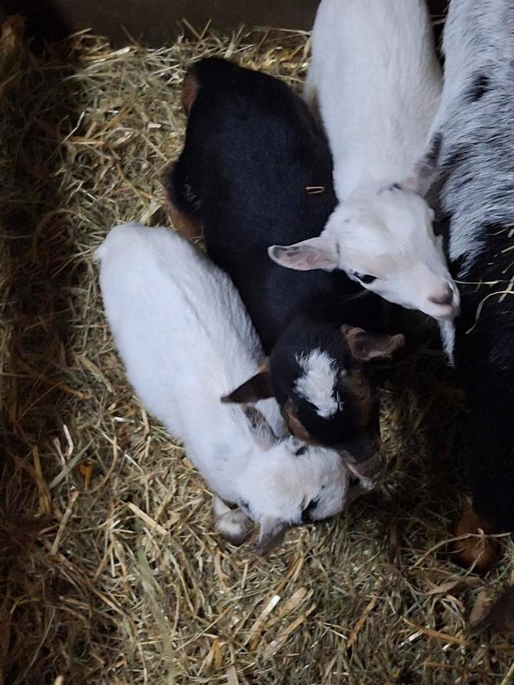 Zeer kleine jonge dwerggeitjes en bokje te koop/ alvast resv, Dieren en Toebehoren, Schapen, Geiten en Varkens, Geit, Meerdere dieren