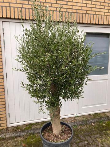 Olijfboom in pot - Prachtige aanwinst! beschikbaar voor biedingen