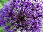 Verse zaden Allium purple sensation, Verzenden, Voorjaar, Volle zon, Zaad