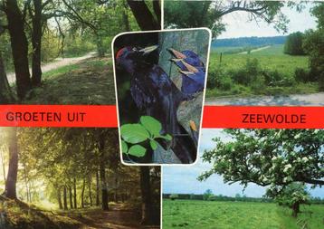 ZEEWOLDE Bos Specht Landschap Groeten  beschikbaar voor biedingen