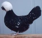 Kuifhoenders diverse kleuren 20 wk oud, Dieren en Toebehoren, Pluimvee, Vrouwelijk, Kip