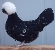 Kuifhoenders diverse kleuren 20 wk oud beschikbaar voor biedingen