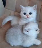 Britse Korthaar Kittens | Black Silver Shaded | Chinchilla, Dieren en Toebehoren, Katten en Kittens | Raskatten | Korthaar, Meerdere dieren