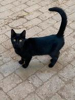 Twee mooie zwarte poesjes, Dieren en Toebehoren, Katten en Kittens | Overige Katten, Poes, Kortharig, 0 tot 2 jaar