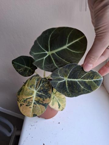 Alocasia Black Velvet Gold Variegata  beschikbaar voor biedingen