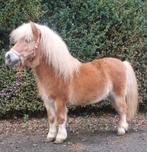 Mooie en brave vos shetlander hengst, Dieren en Toebehoren, Pony's, Hengst, Niet van toepassing, Gechipt, 7 tot 10 jaar