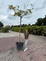 Albizia julibrissin (Perzische slaapboom) 300cm, Tuin en Terras, Planten | Bomen, Overige soorten, 250 tot 400 cm, Zomer, Ophalen