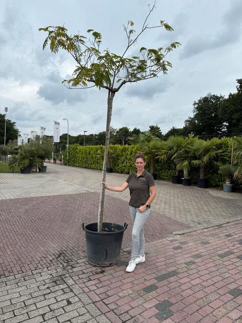 Albizia julibrissin (Perzische slaapboom) 300cm, Tuin en Terras, Planten | Bomen, Overige soorten, 250 tot 400 cm, Volle zon, Zomer