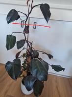 Philodendron new red, grote kopstek, Ophalen of Verzenden, Overige soorten, Minder dan 100 cm