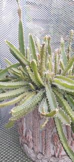 Cactus, Ophalen of Verzenden, Volle zon