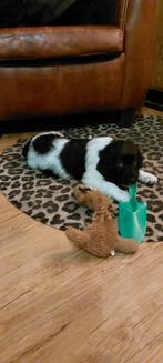 Nog 2 prachtige Friese stabij reutjes groeien op in huis, Overige rassen, 8 tot 15 weken, Meerdere, Meerdere dieren