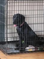 Te koop nog 2 labrador fieltrail pups reutjes, Dieren en Toebehoren, Honden | Retrievers, Spaniëls en Waterhonden, Reu, 8 tot 15 weken