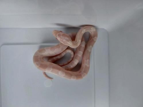 Korenslangen snow het. Sunkissed + anery het amel/sunkissed, Dieren en Toebehoren, Reptielen en Amfibieën