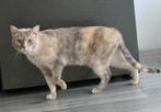 Siamees Poes, Dieren en Toebehoren, Katten en Kittens | Raskatten | Korthaar, Poes, Gechipt, 0 tot 2 jaar