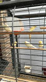 3 mooie jonge gele kanaries, Dieren en Toebehoren, Vogels | Kanaries, Meerdere dieren, Kleurkanarie