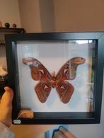 Atlas vlinder in lijst, Minder dan 50 cm, Nieuw, Ophalen of Verzenden, Minder dan 50 cm