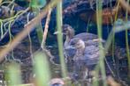 1.0 dodaars gezocht, Dieren en Toebehoren, Mannelijk, Wildzangvogel, Geringd