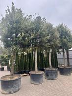 Steeneik 35/40 cm stamomtrek - Quercus ilex 35/40 te koop!!!, Zomer, 400 cm of meer, Volle zon, In pot