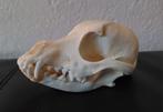 Schedel van een klein hondje - Taxidermie Dog Skull - Skelet, Ophalen of Verzenden, Hond of Kat, Schedel