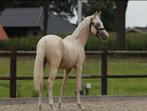 Te koop jaarling D pony Palomino  kwaliteitsvolle pony, Dieren en Toebehoren, Pony's, Gechipt, Dressuurpony, 0 tot 2 jaar, Hengst
