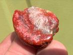 Rode hoorn koraal edelsteen broekzaksteen mineralen, Ophalen of Verzenden, Mineraal