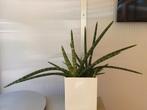 Sansevieria Skyline, Ophalen, Overige soorten, Minder dan 100 cm