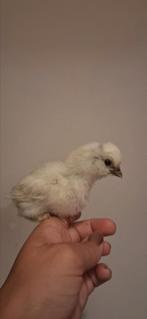 Usa zijdehoen brahma kriel, Geslacht onbekend, Kip