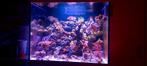 Gezocht zeeaquarium rondt de 120 evt te ruil, Ophalen, Zo goed als nieuw, Leeg aquarium