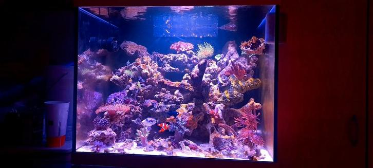 Gezocht zeeaquarium rondt de 120 evt te ruil, Dieren en Toebehoren, Vissen | Aquaria en Toebehoren, Zo goed als nieuw, Leeg aquarium