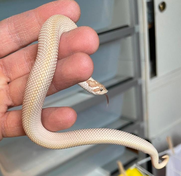0.1 heterodon nasicus ARCTIC TOFFEE SUPERCONDA HET SABLE
