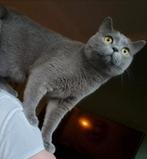 Nest aankondiging britse korthaar kittens, Dieren en Toebehoren, Katten en Kittens | Raskatten | Korthaar, Meerdere dieren, Gechipt